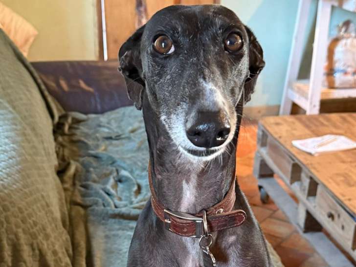 Julieta, superbe Galga Espagnole noire à adopter