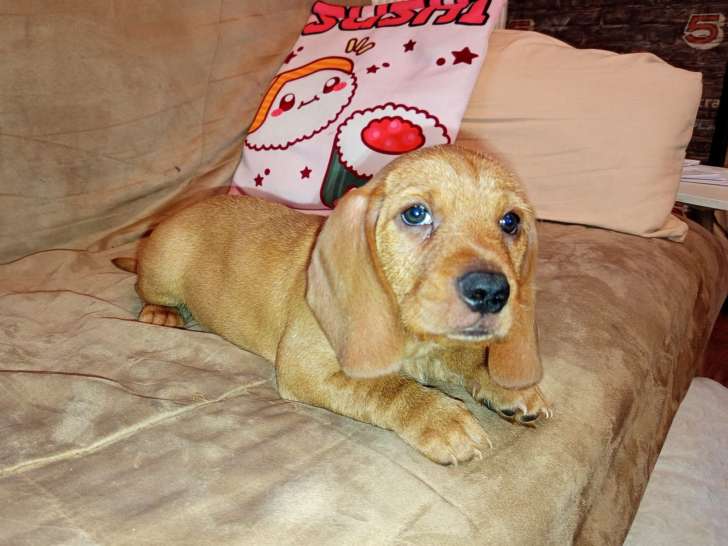 Chiots Basset Fauve de Bretagne à vendre