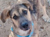 Tasio, chiot de 5 mois adorable à adopter