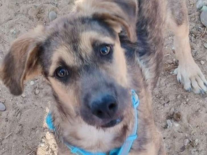 Tasio, chiot de 5 mois adorable à adopter