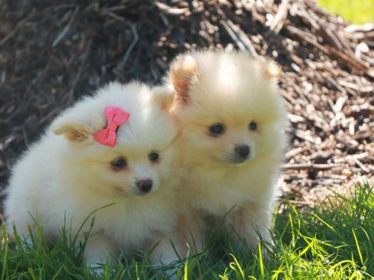2 chiots Spitz Nains LOF à réserver, nés en juillet 2025