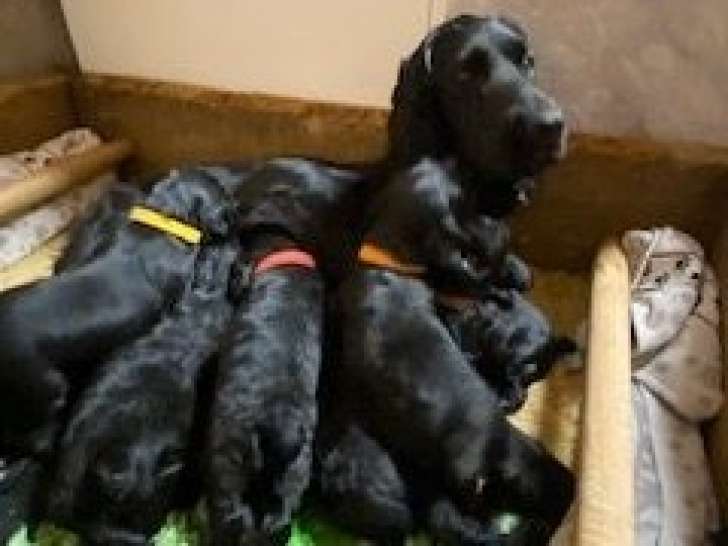 4 chiots Cockers LOF à réserver