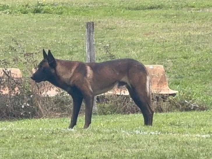 À vendre, des chiots Bergers Belges Malinois, mâles et femelles
