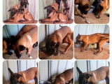 À vendre, des chiots Bergers Belges Malinois, mâles et femelles