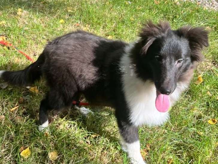 1 chiot mâle Berger des Shetland bicolore LOF à vendre, né en mai 2025