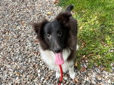 1 chiot mâle Berger des Shetland bicolore LOF à vendre, né en mai 2025