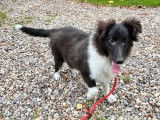 1 chiot mâle Berger des Shetland bicolore LOF à vendre, né en mai 2025