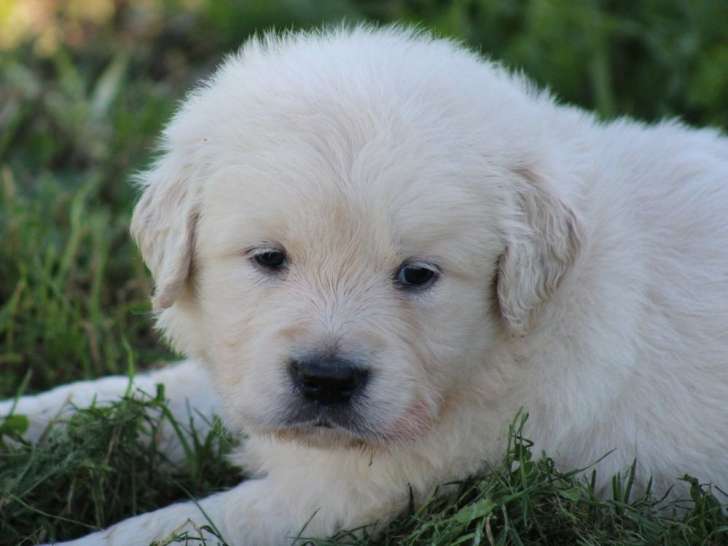 À réserver, 8 chiots Golden Retrievers LOF d’août 2025