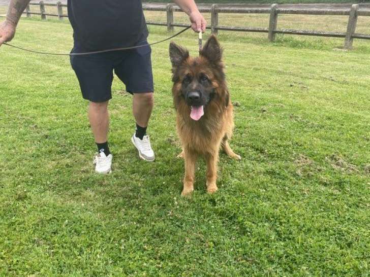 Chien Berger Allemand à vendre, né en août 2023, reproducteur confirmé