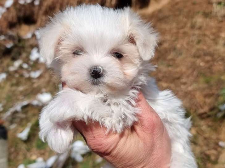3 chiots Bichons Maltais LOF à réserver