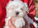 3 chiots Bichons Maltais LOF à réserver