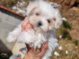 3 chiots Bichons Maltais LOF à réserver