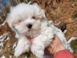 3 chiots Bichons Maltais LOF à réserver