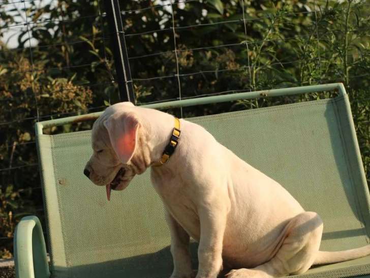 Chiots Dogues Argentins LOF à vendre
