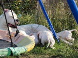 Chiots Dogues Argentins LOF à vendre