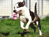 2 mâles American Staffordshire Terrier LOF de novembre 2024 à vendre, lignée 100% USA
