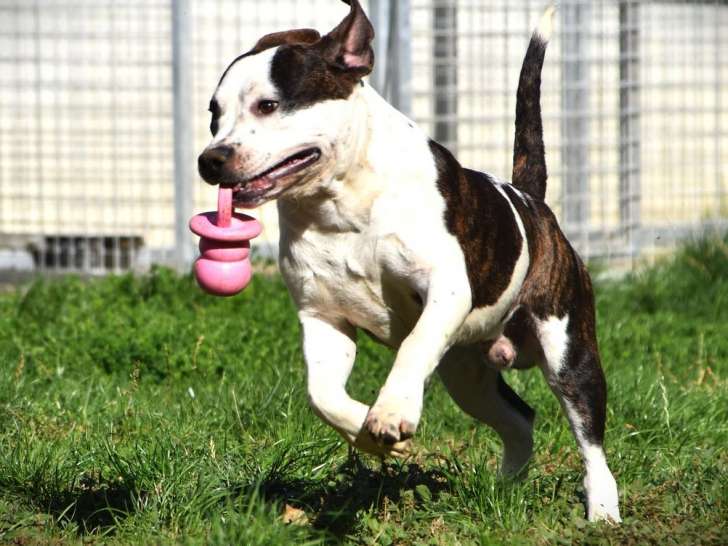 2 mâles American Staffordshire Terrier LOF de novembre 2024 à vendre, lignée 100% USA