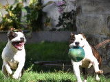 2 mâles American Staffordshire Terrier LOF de novembre 2024 à vendre, lignée 100% USA