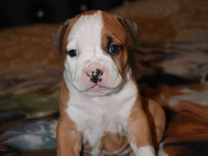 À réserver, 7 chiots Amstaff LOF, 3 mâles et 4 femelles nés le 25 août 2025