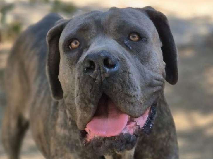 Vente d’une chienne Cane Corso LOF grise bringée de décembre 2023