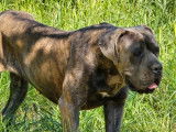 Vente d’une chienne Cane Corso LOF grise bringée de décembre 2023