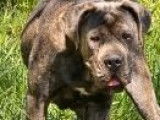 Vente d’une chienne Cane Corso LOF grise bringée de décembre 2023