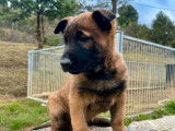 À réserver, 10 chiots Bergers Belges Malinois LOF