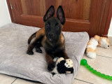 À réserver, 10 chiots Bergers Belges Malinois LOF