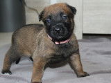 À réserver, 10 chiots Bergers Belges Malinois LOF