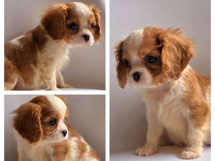 Mise en vente de 6 chiots Cavaliers King Charles LOF