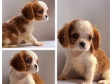 Mise en vente de 6 chiots Cavaliers King Charles LOF