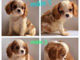 Mise en vente de 6 chiots Cavaliers King Charles LOF
