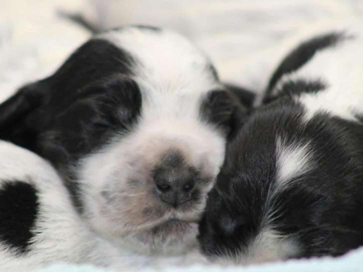 À réserver, 7 chiots Cockers Anglais LOF de septembre 2025