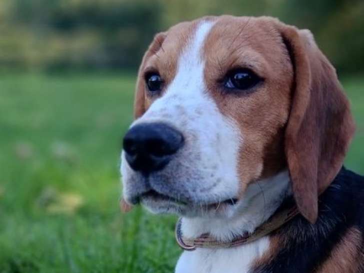 Vente d’un chiot mâle Beagle LOF, né le 15 avril 2025