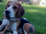 Vente d’un chiot mâle Beagle LOF, né le 15 avril 2025