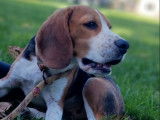 Vente d’un chiot mâle Beagle LOF, né le 15 avril 2025