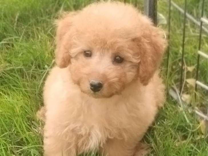 À vendre, 3 chiots Caniches Nains non LOF nés en juillet 2025