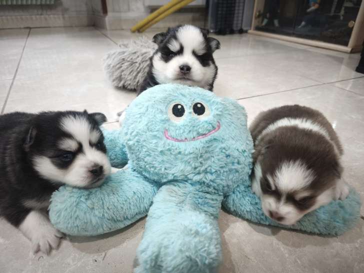 Chiot Pomsky F5 mini aux yeux bleus à vendre