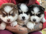 Chiot Pomsky F5 mini aux yeux bleus à vendre