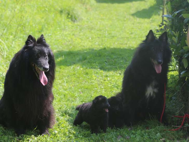 Chiots exceptionnels bergers belge groenendael et TERVUEREN  LOF