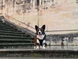 Mâle Welsh Corgi Cardigan disponible pour saillie