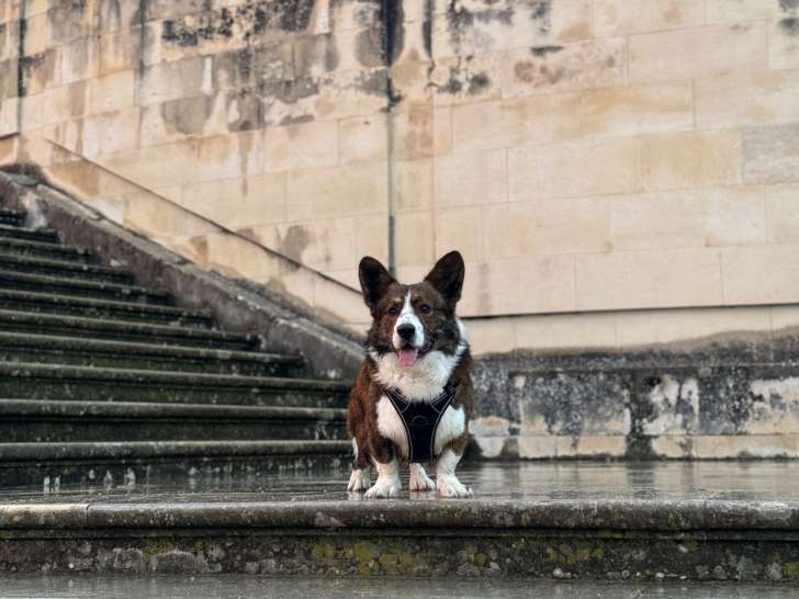 Mâle Welsh Corgi Cardigan disponible pour saillie