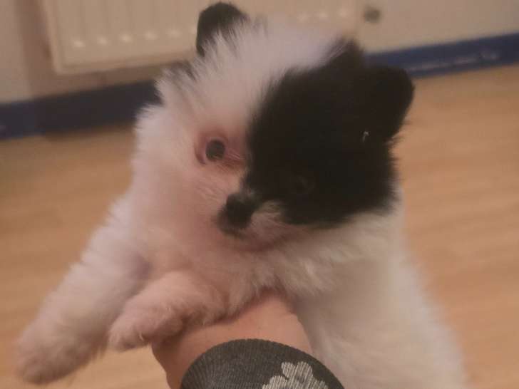 Chiots Spitz Allemand à vendre