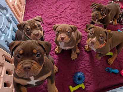 Chiots American Bully tricolore chocolat