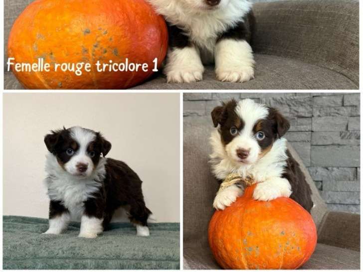 3 chiots Bergers Américains Miniatures LOF à réserver, nés en août 2025