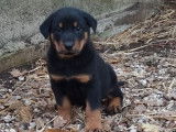 À réserver, 6 chiots Beaucerons LOF, 5 mâles et 1 femelle, noir et feu, nés en juillet 2025