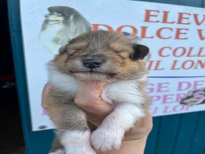 Magnifiques chiots Colley à poil long LOF à vendre