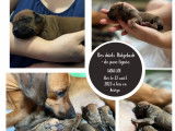 Chiots 100% Rhodesian Ridgeback non LOF à vendre