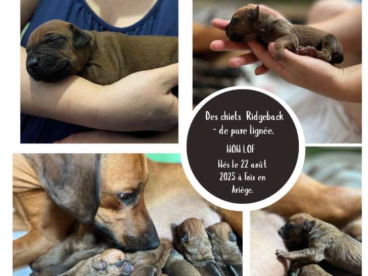 Chiots 100% Rhodesian Ridgeback non LOF à vendre
