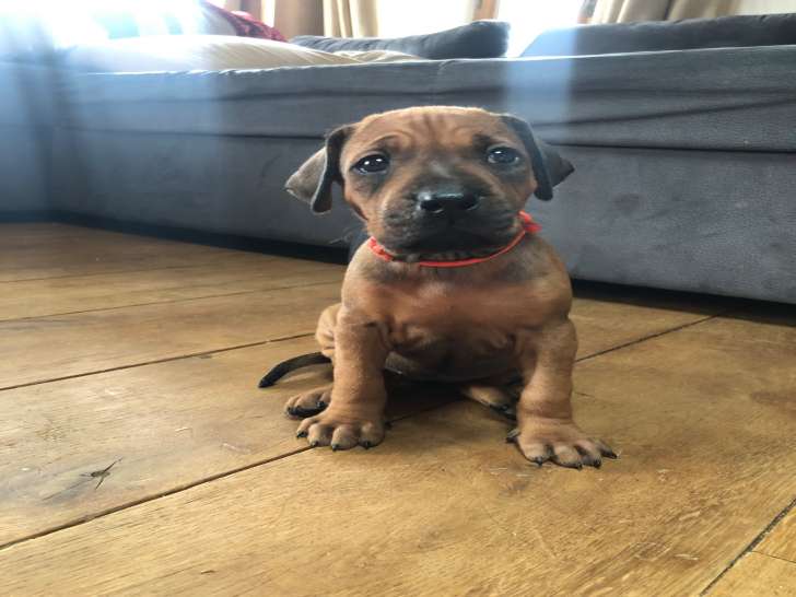 Chiots 100% Rhodesian Ridgeback